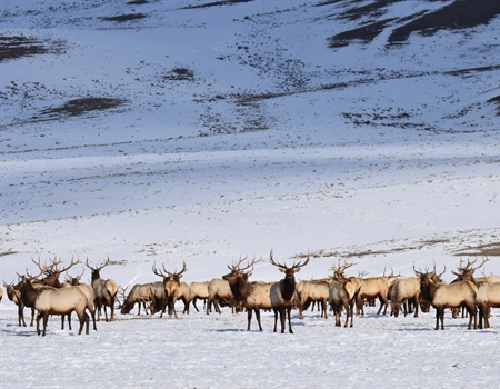 Colorado BHA Tag Allocation Observations & Information