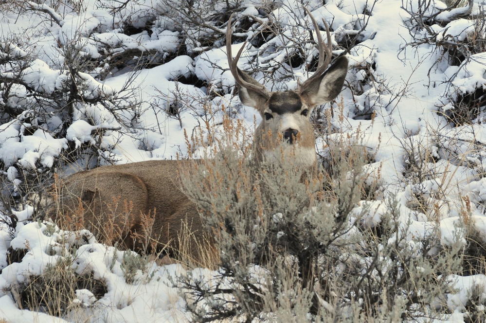 BLM Kicks Off Important Big Game Amendment Process in Colorado