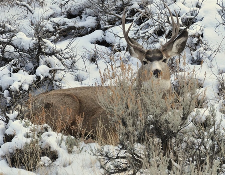 BLM Kicks Off Important Big Game Amendment Process in Colorado