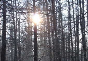 Black River WMA: Digging Into Public Waterfowl Hunting in Arkansas