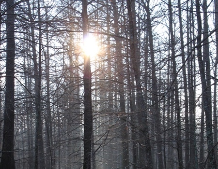 Black River WMA: Digging Into Public Waterfowl Hunting in Arkansas