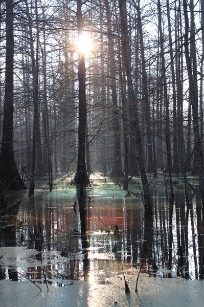 Black River WMA: Digging Into Public Waterfowl Hunting in Arkansas