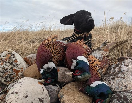 FWP pheasant stocking program moving forward, despite opposition