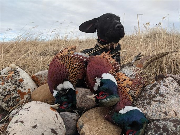 FWP pheasant stocking program moving forward, despite opposition