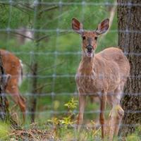 PA BHA: Game Commission should oversee deer shooting operations