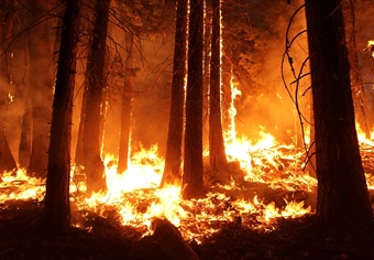 Nation's Largest Private Landowner Closes Public Access due to Wildfire Risk
