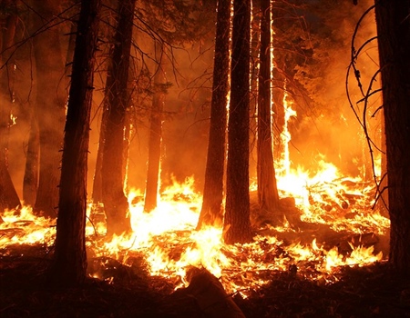 Nation's Largest Private Landowner Closes Public Access due to Wildfire Risk