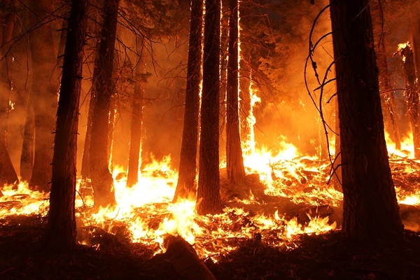 Nation's Largest Private Landowner Closes Public Access due to Wildfire Risk