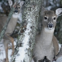 It's time to modernize PA's antlerless license system
