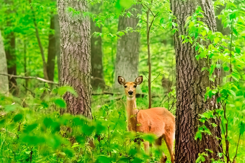 Preserve hunting opportunity in New Jersey: Vote NO on Assembly Bill 3732