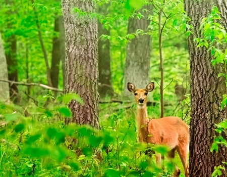 Preserve hunting opportunity in New Jersey: Vote NO on Assembly Bill 3732