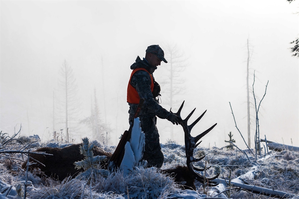 Conservation groups, FWP disagree over defense against elk regulation lawsuit