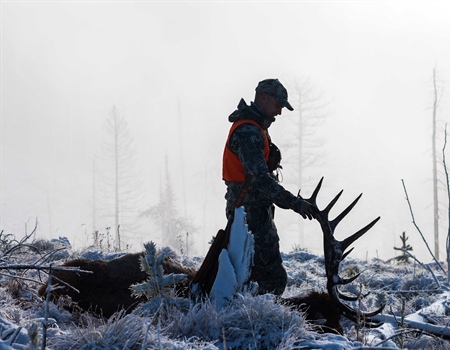 Conservation groups, FWP disagree over defense against elk regulation lawsuit