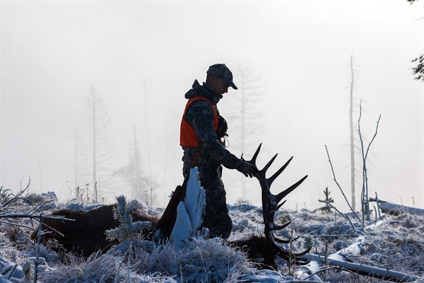 Conservation groups, FWP disagree over defense against elk regulation lawsuit