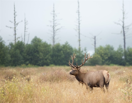 June '22 Montana Elk Update