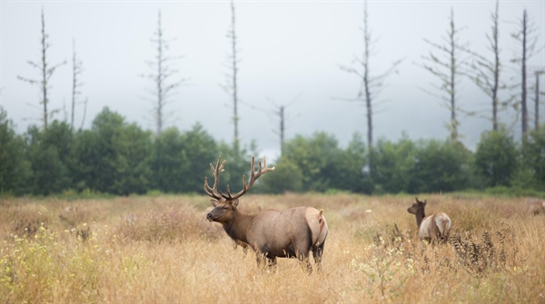 June '22 Montana Elk Update