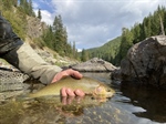 Native Trout on Public Lands and Waters
