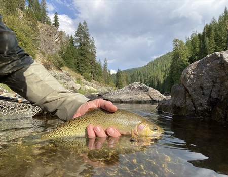Native Trout on Public Lands and Waters