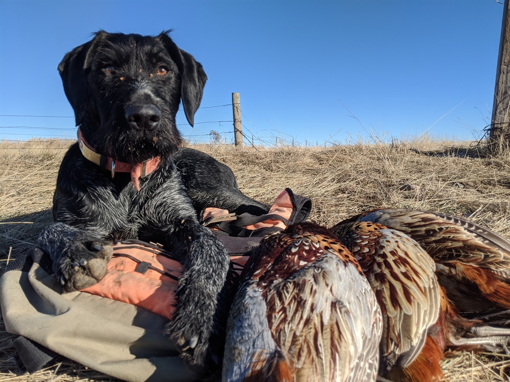 Can prison-farmed pheasants save hunting?
