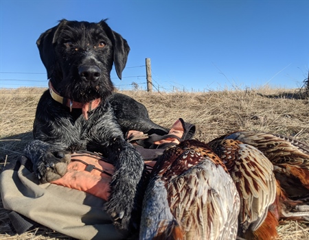 Can prison-farmed pheasants save hunting?