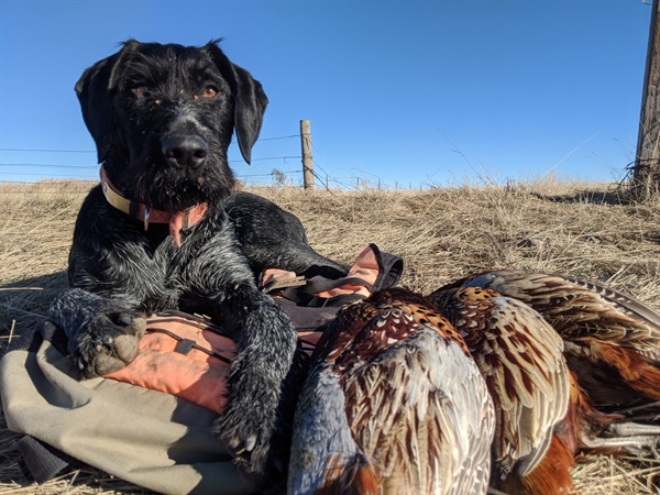 Can prison-farmed pheasants save hunting?