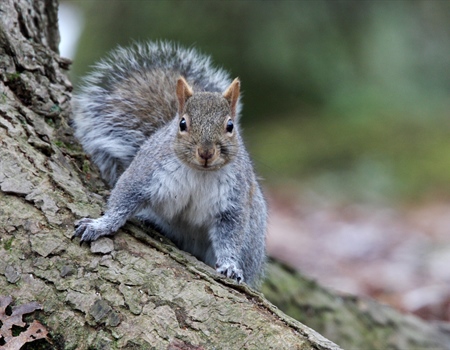Massachusetts Hunting Regulatory Amendments - Hunting Hours on WMAs & Small Game