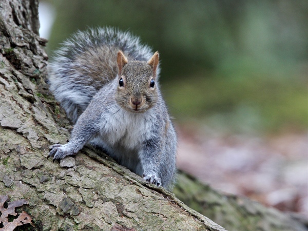 Massachusetts Hunting Regulatory Amendments - Hunting Hours on WMAs & Small Game