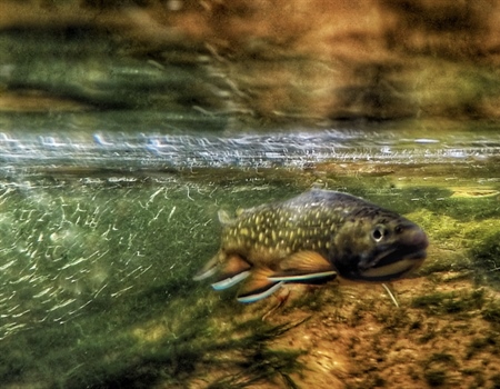 Help Pass the Recovering America's Wildlife Act Now!