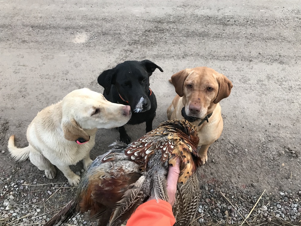 Avian influenza outbreak stirs concerns over Montana pheasant release