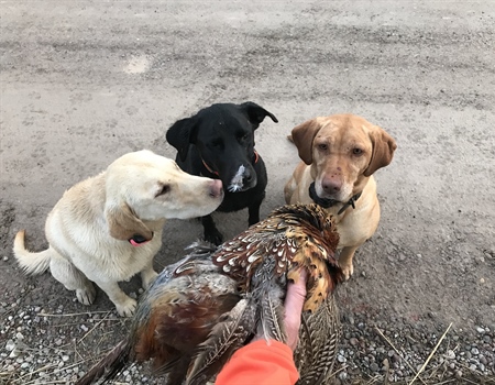 Avian influenza outbreak stirs concerns over Montana pheasant release