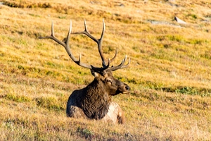 Montanans Intervene in Lawsuit Attacking State Management of Elk