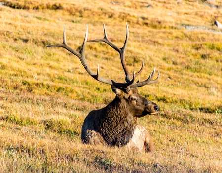 Montanans Intervene in Lawsuit Attacking State Management of Elk