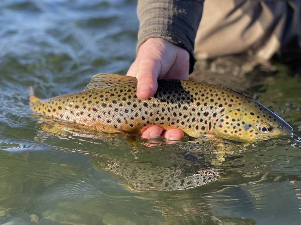 Coalition renews request for fisheries task force as drought worsens
