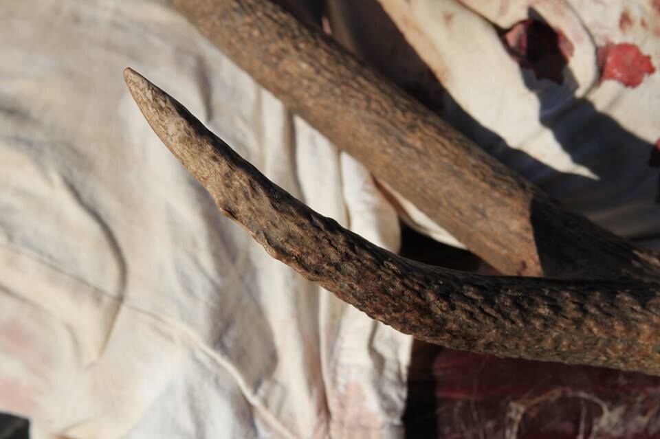 FWP advisory council spars over free landowner elk tags