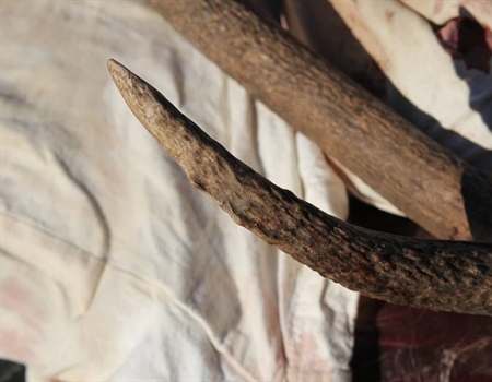 FWP advisory council spars over free landowner elk tags