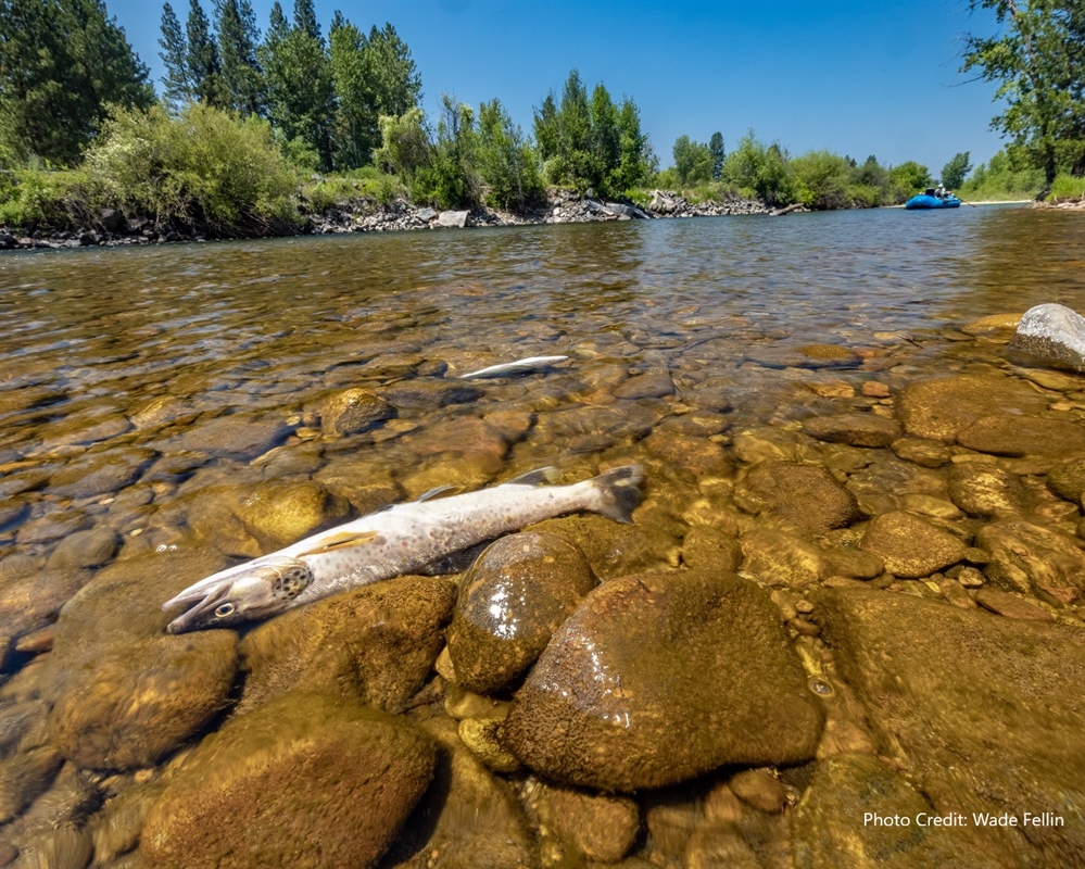 Groups, businesses double down on request for cold water fisheries task force in Montana