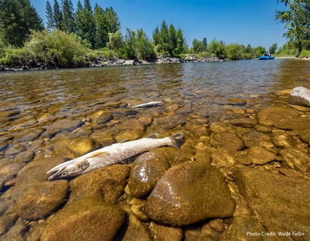 Groups, businesses double down on request for cold water fisheries task force in Montana