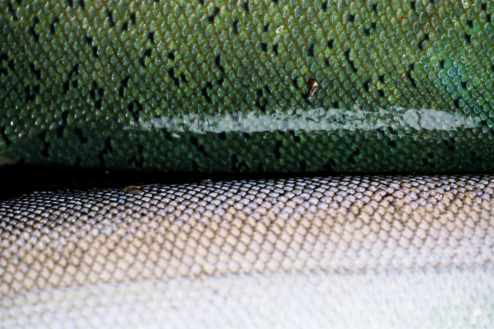 Tell the EPA to Protect Bristol Bay Permanently
