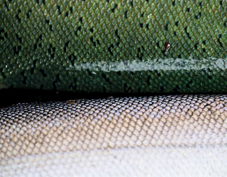 Tell the EPA to Protect Bristol Bay Permanently