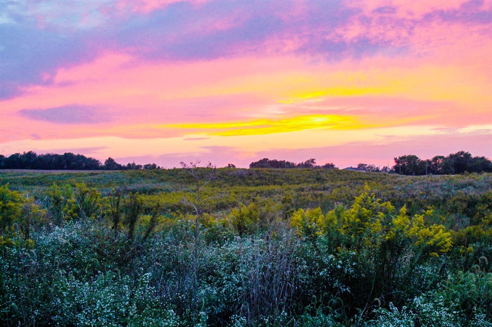 A Voice for Grasslands