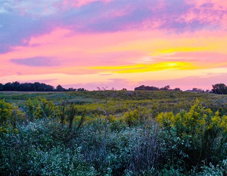 A Voice for Grasslands