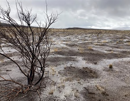 BHA Awarded $165K for Post-fire Rehabilitation and Connectivity in California