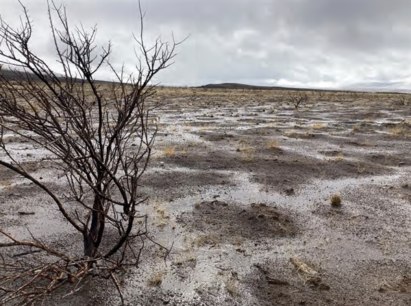 BHA Awarded $165K for Post-fire Rehabilitation and Connectivity in California