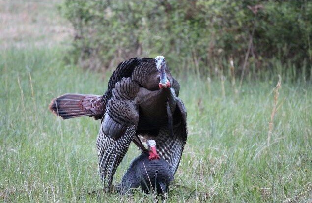 Bird flu discovered in wild turkeys for first time ever