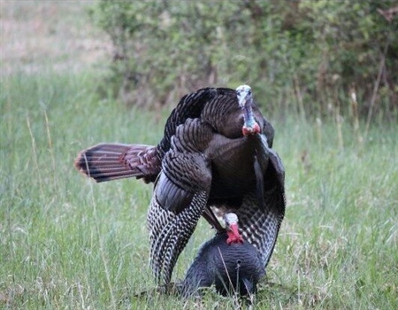 Bird flu discovered in wild turkeys for first time ever