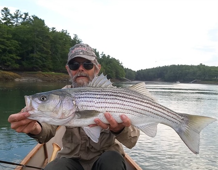 Striped Bass Amendment 7: ASMFC Spring Meeting Recap