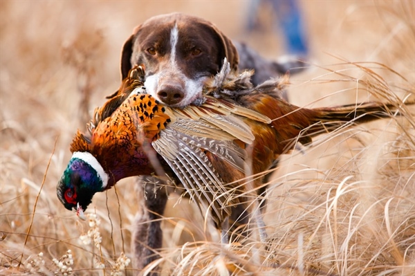 LETTER: Montana BHA comments on the 'Pheasant Release for R3'