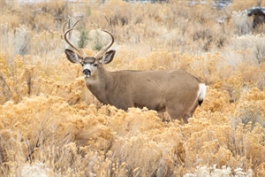 CWD Research, Management Bill Introduced in Senate
