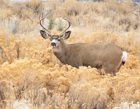 CWD Research, Management Bill Introduced in Senate