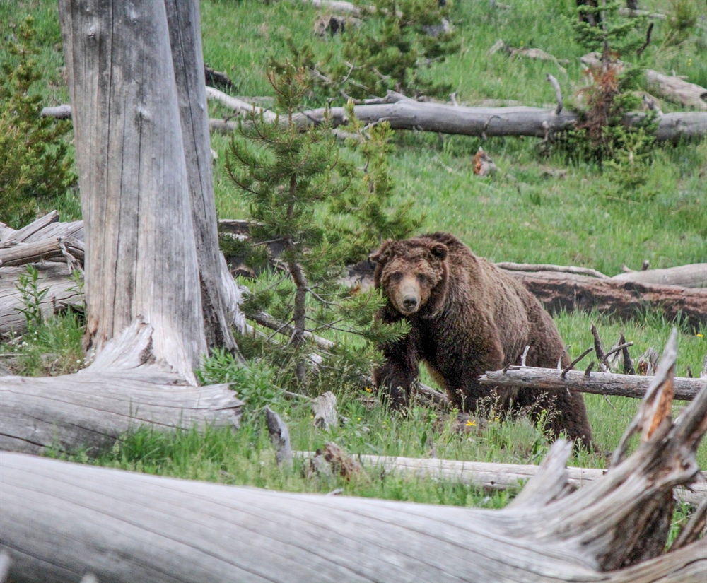 Staying Safe in Bear Country